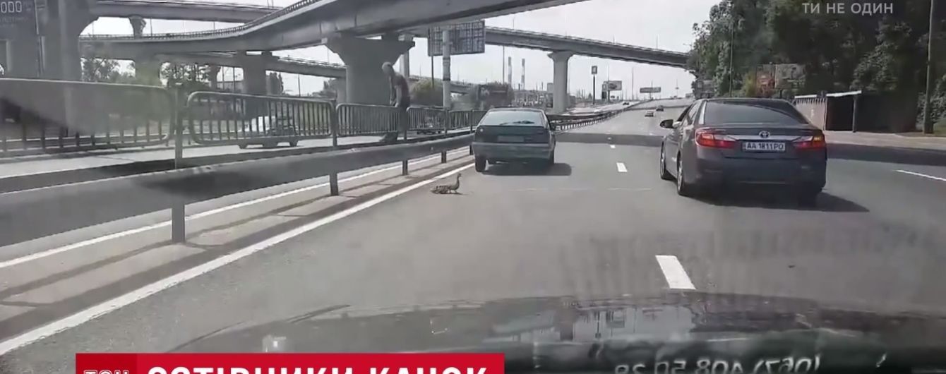 У Києві водії перекрили шосе заради качки з виводком каченят