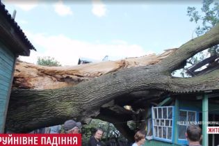 На Житомирщине ураган завалил на жилой дом 700-летний дуб
