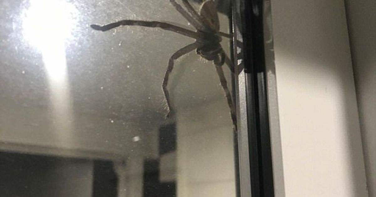 Home spider. Австралия змеи и пауки в домах. Паук в холодильнике. Паук на окне со стороны улицы.