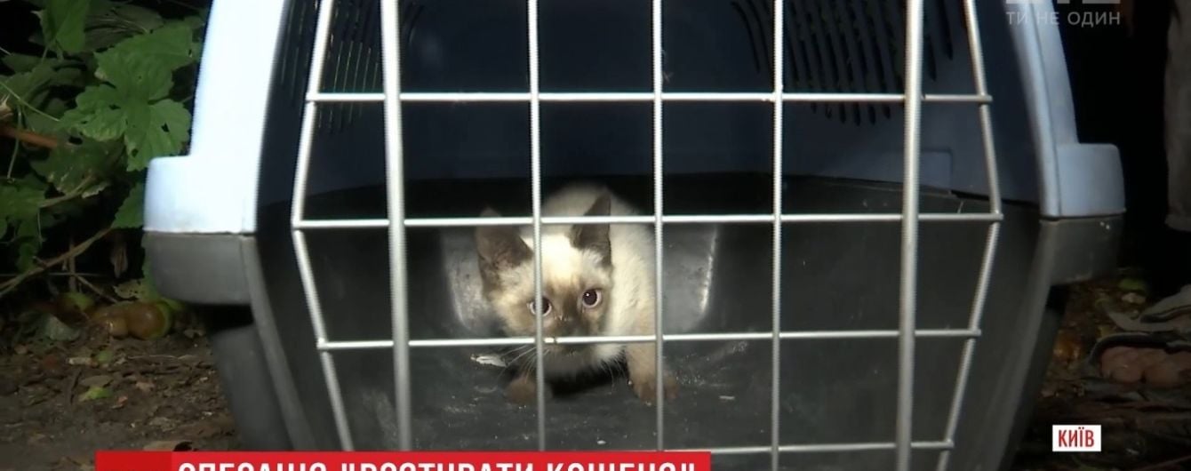 У Києві 6-річну дівчинку запідозрили в жорстоких знущаннях над тваринами