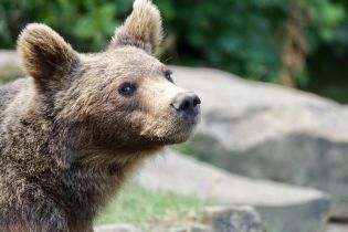 В США трехлетний мальчик потерялся в лесу. Его спас медведь