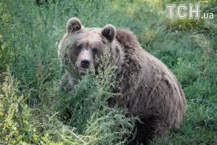 Старенька бабця в Канаді двічі виграла двобій у ведмедя