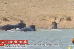 В Южной Африке бегемоты пришли на помощь антилопе, на которую напал крокодил