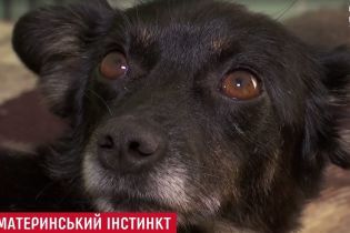 В Одессе собака выкормила молоком двух котят