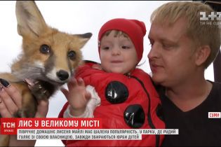 Маленький домашний лисенок стал звездой уличных фотосессий в Сумах