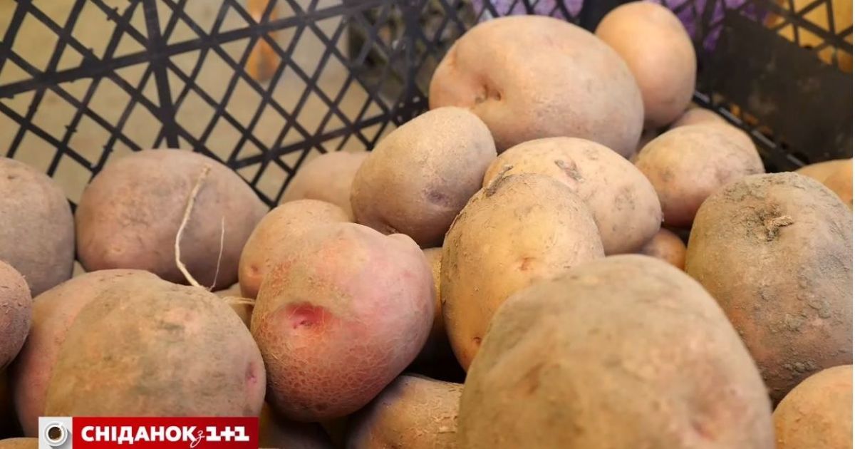 Несколько урожаев картофеля и арбузы в Карпатах: потепление "двинуло" климат Украины на 400 км южнее