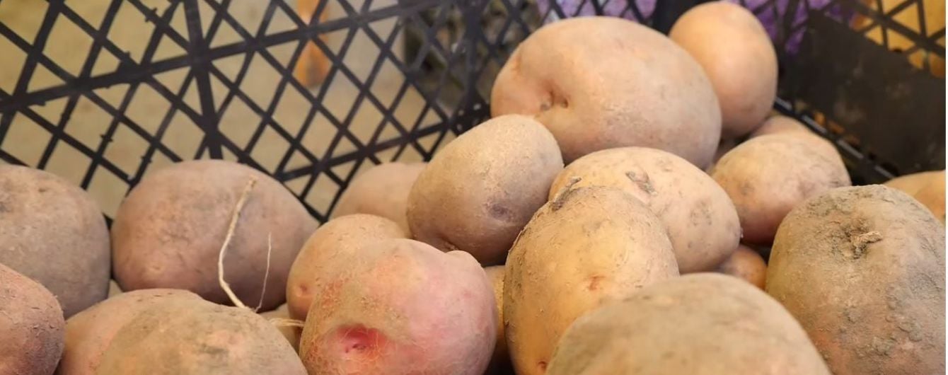 Несколько урожаев картофеля и арбузы в Карпатах: потепление "двинуло" климат Украины на 400 км южнее
