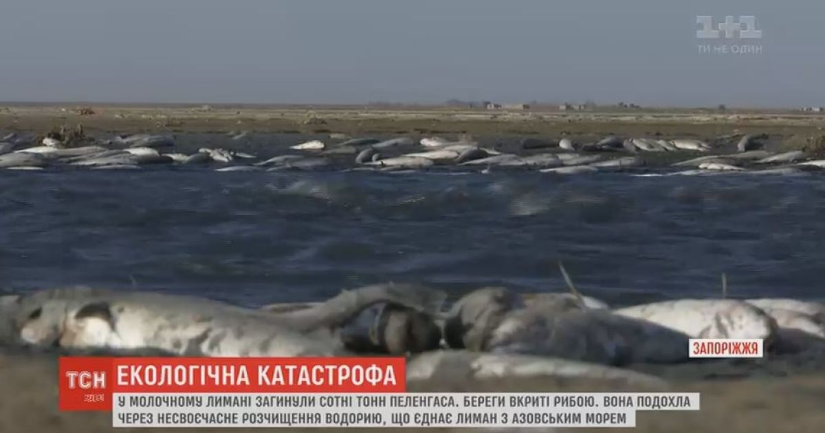 Экологическая катастрофа на Запорожье: в Молочном Лимане погибли сотни тонн пеленгаса