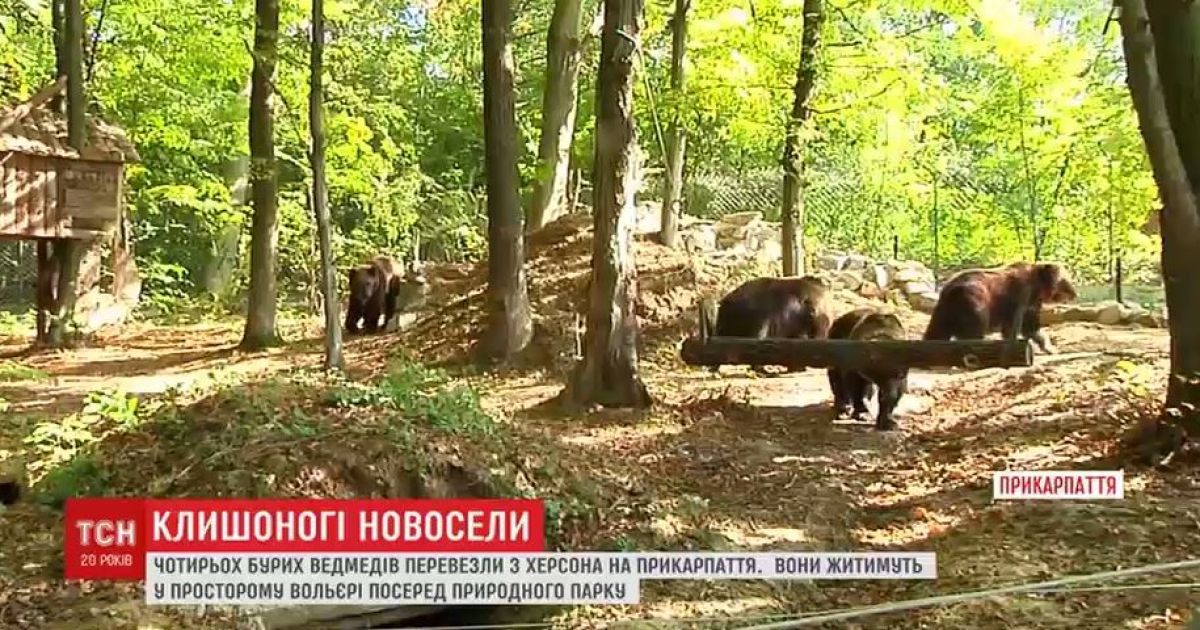 Особое меню и развлечения: медведицу Дину с тремя детьми перевезли в новый дом на Прикарпатье