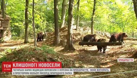 Особое меню и развлечения: медведицу Дину с тремя детьми перевезли в новый дом на Прикарпатье