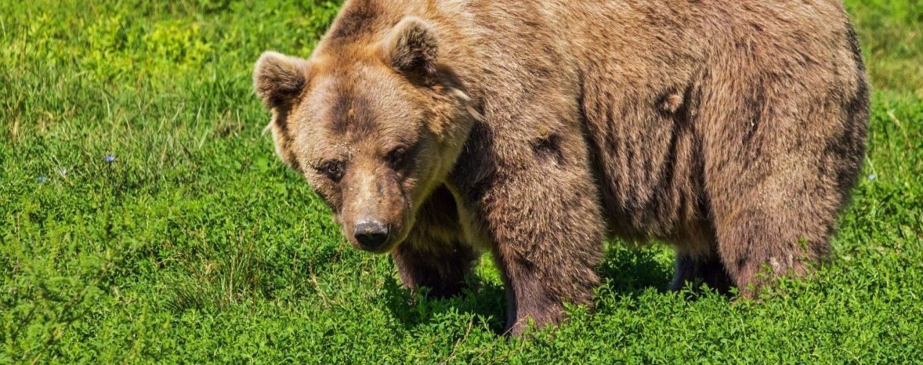 В Прикарпатье огромный бурый медведь открыл сезон охоты на сельских коров