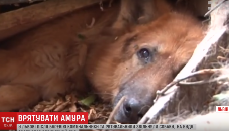 Операция "Амур". Во Львове из-под завалов столетнего дуба спасли овчарку