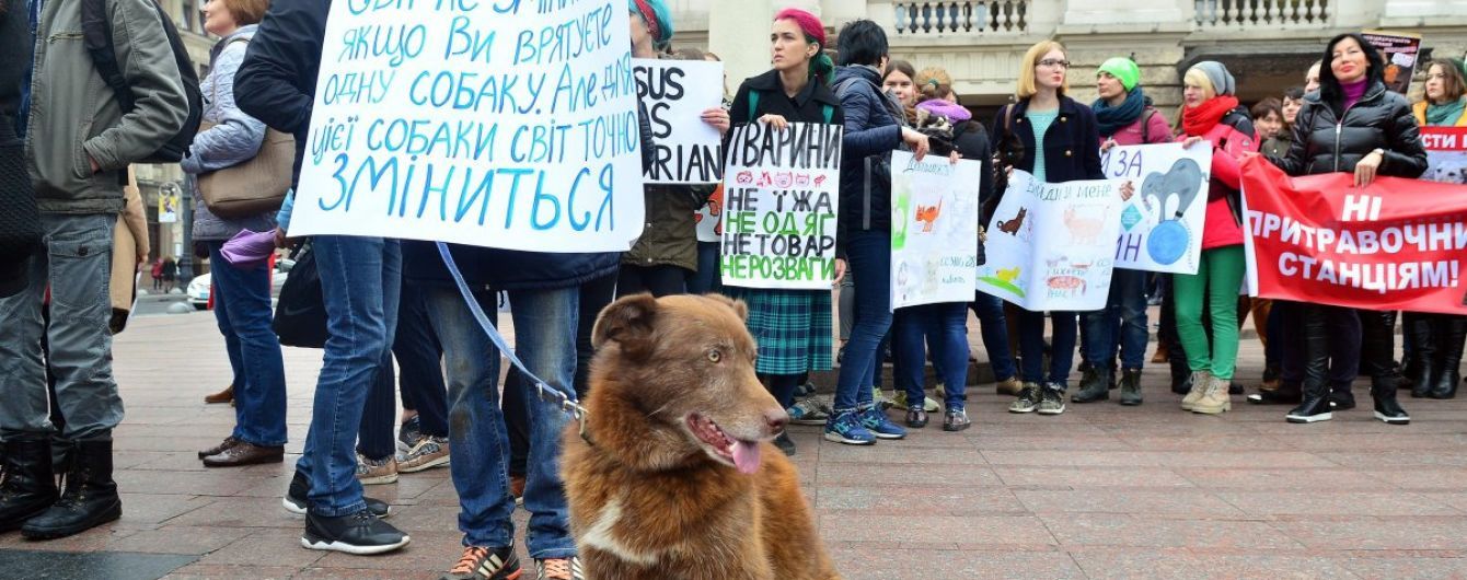 Одеський суд вперше в історії України арештував чоловіка за жорстоке поводження з тваринами