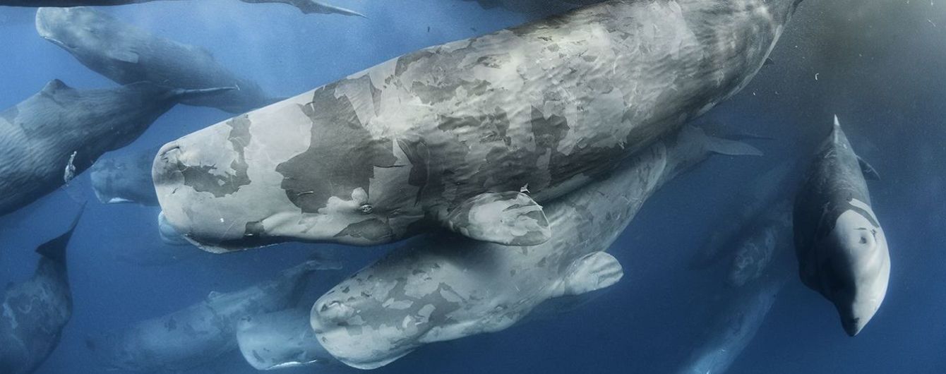 Победители Wildlife Photographer 2017 и видео огненного торнадо. Тренды Сети