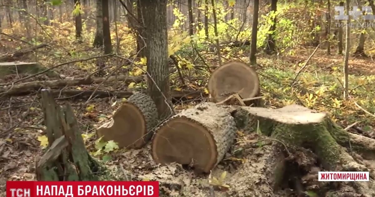 На Житомирщине нелегальные охотники на дуб обстреляли лесников