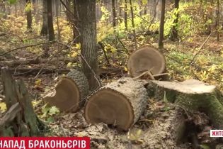 На Житомирщине нелегальные охотники на дуб обстреляли лесников
