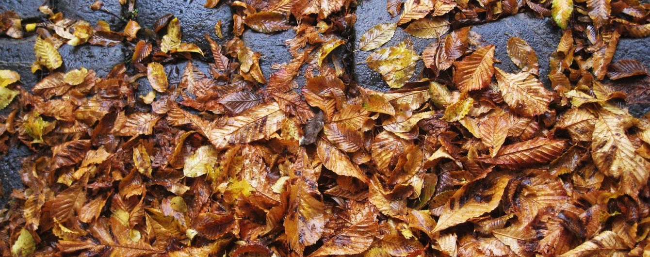 Україну затягнуть дощі та потепліє. Прогноз погоди на 2 листопада