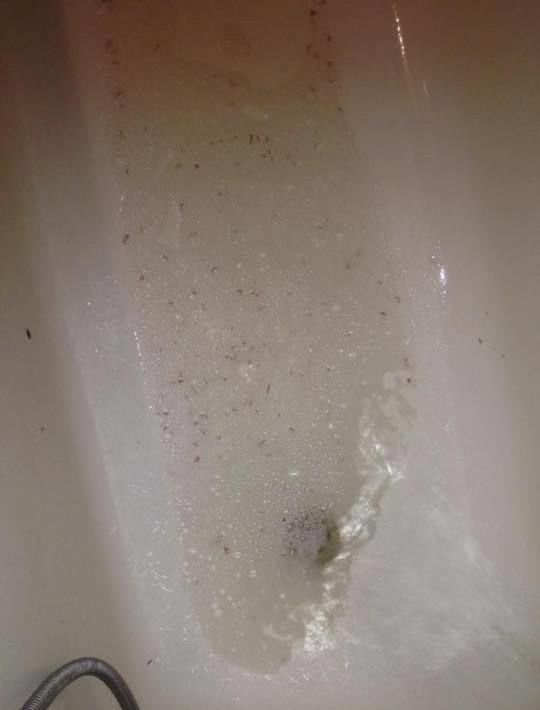 Вода з хробаками в Арцизі, Одеська область_1