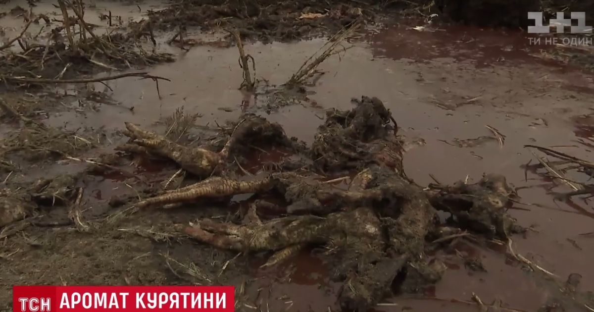 "Самый большой ужас из увиденного": под Киевом среди поля выбросили 160 тонн мертвой курятины