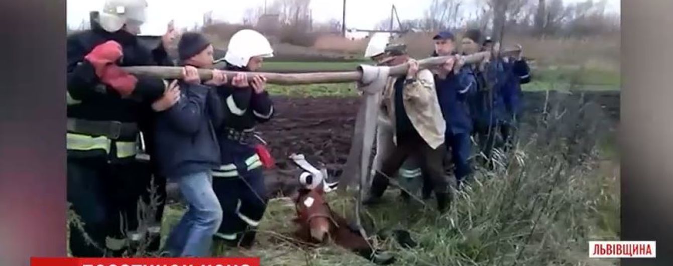 На Львівщині трактором та пожежними рукавами витягли коня з каналізаційного люку