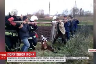 На Львівщині трактором та пожежними рукавами витягли коня з каналізаційного люку