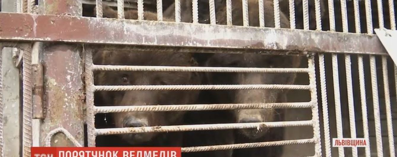 На Львовщине провели 5-часовую спецоперацию по спасению из неволи трех медведей