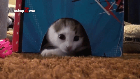 кошеня