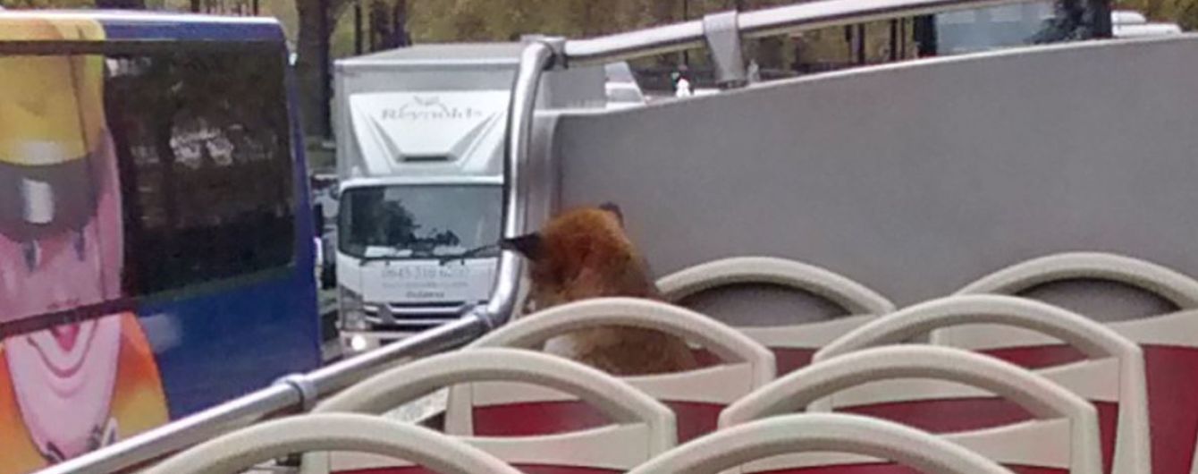 "Пушистая экскурсия": лисица стала пассажиром Лондонского автобуса