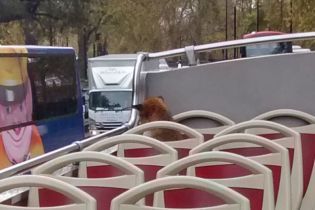 "Пушистая экскурсия": лисица стала пассажиром Лондонского автобуса