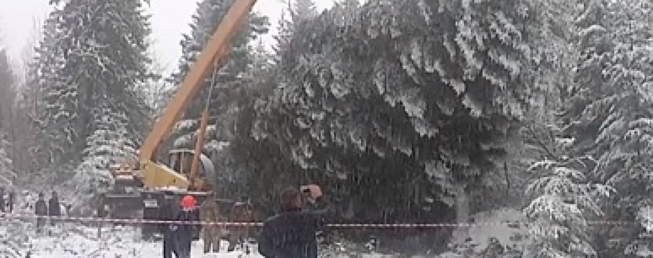 На Прикарпатті майже п’ять годин рубали головну новорічну ялинку України