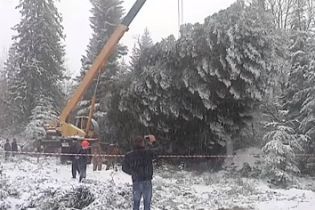 На Прикарпатті майже п’ять годин рубали головну новорічну ялинку України