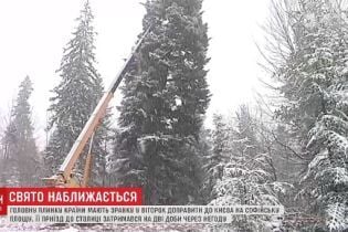 Головну ялинку України другу добу не можуть доставити до Києва