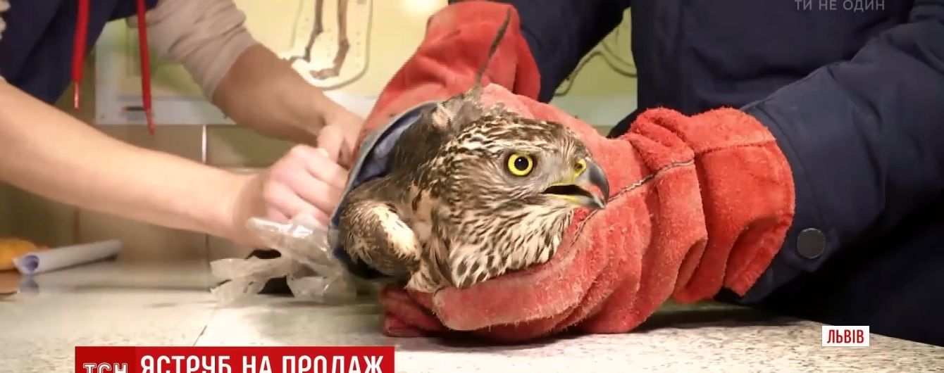 У Львові волонтери разом із копами вирушили на купівлю червонокнижних яструбів