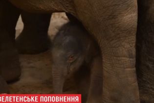 В бельгийском зоопарке под объективом видеокамер родился слоненок