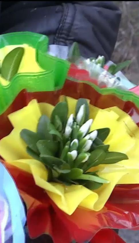 У вінницьких лісах зацвіли "новорічні" підсніжники