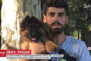 50 тисяч гривень за друга: киянин розшукує свого вкраденого пса