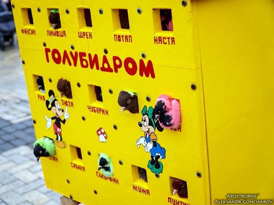 Пофарбовані голуби у Києві