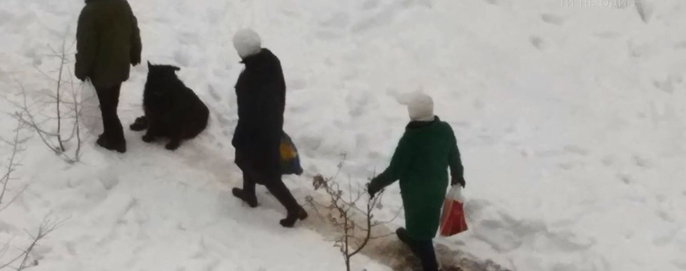 Жестокое убийство собаки в новогоднюю ночь всколыхнуло один из районов Киева