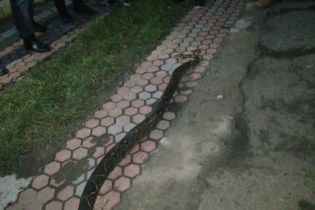 У Хусті перехожі посеред міста натрапили на екзотичну змію