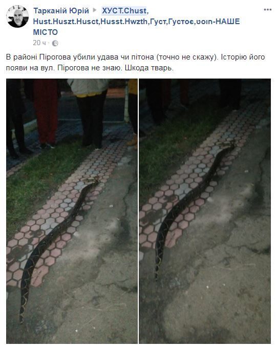 змія