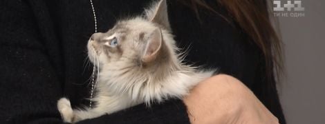 Работа мечты: ветклиника в Черкассах приглашает обіймача котов