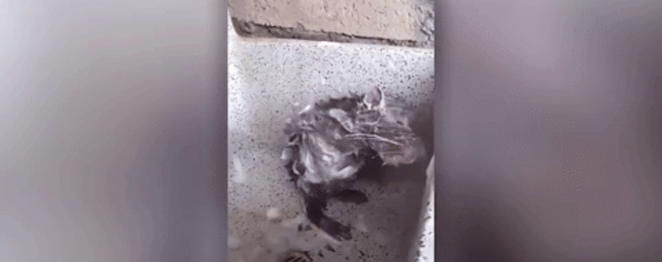 Помыл животик и под подмышками: в Сети появилось милое видео крысы, которая "принимает душ" как человек