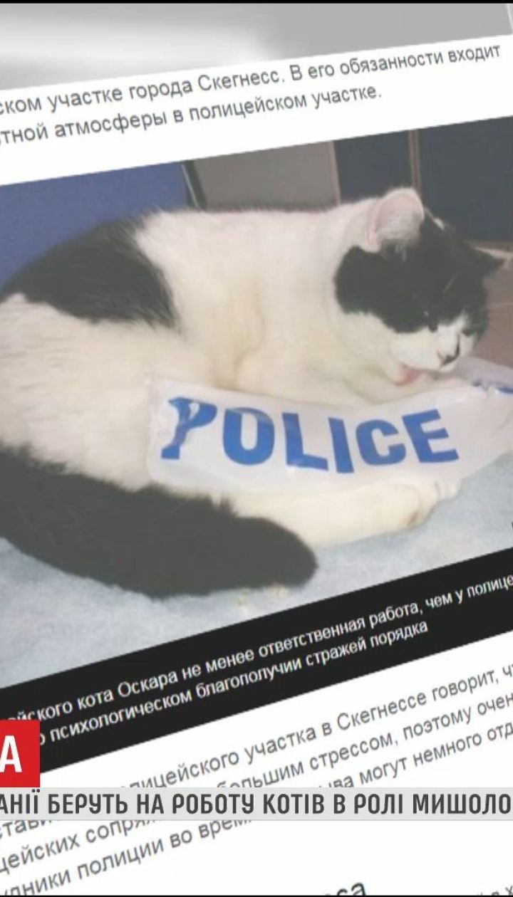 Мышелов и полицейский: в мире увеличивается количество котов, которых официально приняли на работу
