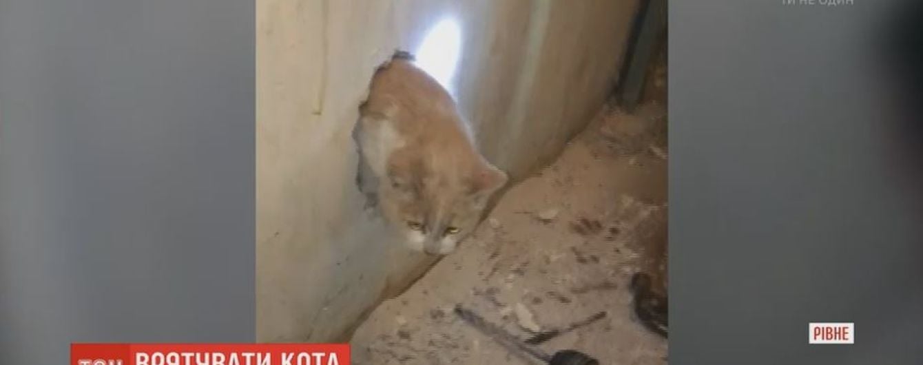 В Ровно двое суток длилось спасение кота из вентиляционной шахты многоэтажки