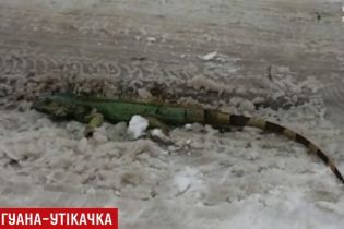 Во Львове на снегу возле мусорника нашли метровую игуану