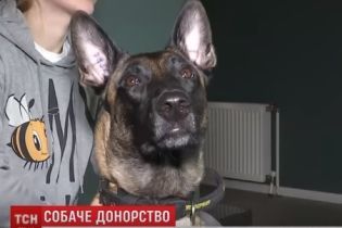 В Украине владельцы собак-доноров группируются в соцсетях, чтобы спасать собачьи жизни
