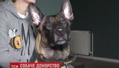 В Украине владельцы собак-доноров группируются в соцсетях, чтобы спасать собачьи жизни