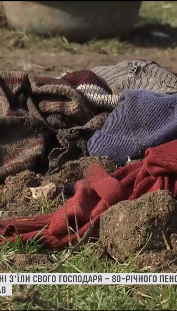 Зголоднілі домашні свині з'їли свого 80-річного господаря на Миколаївщині