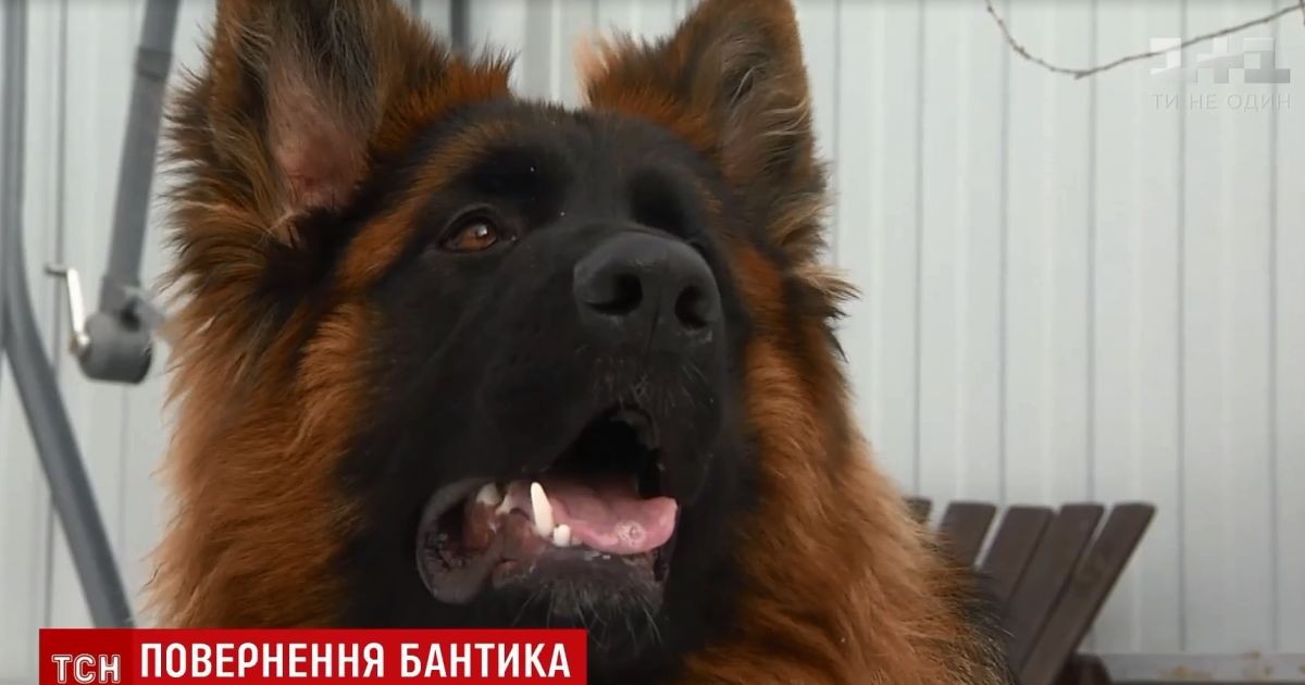 В Киеве нашли похищенного в новогоднюю ночь пса, за которого хозяин хотел заплатить 200 тысяч выкупа