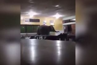 В малайзийскую школу забрел слоненок и бродил по столовой